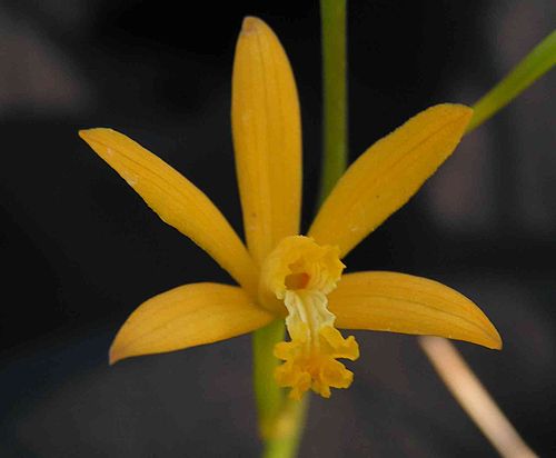 Cattleya hoehnei